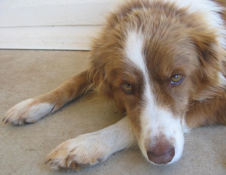 Гипотиреоз у собак симптомы