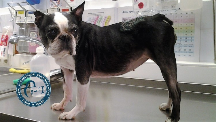 Эндемический зоб у животных