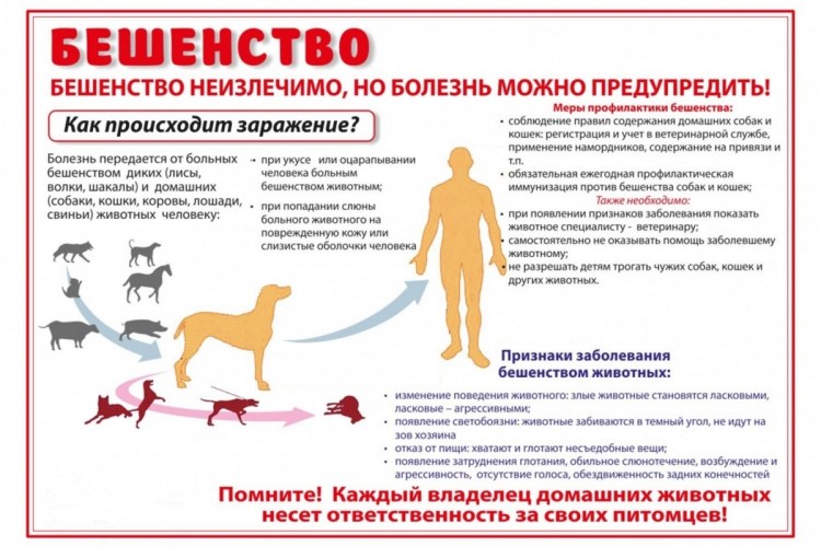 Симптомы бешенства у собак