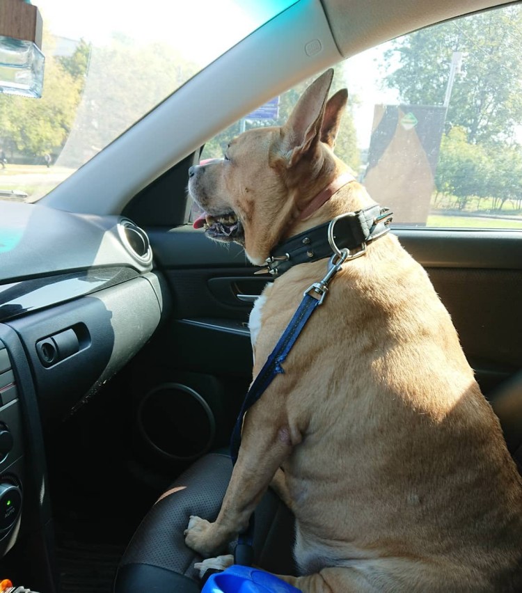 Собака в ветеринарке