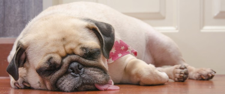 Пустулезный демодекоз