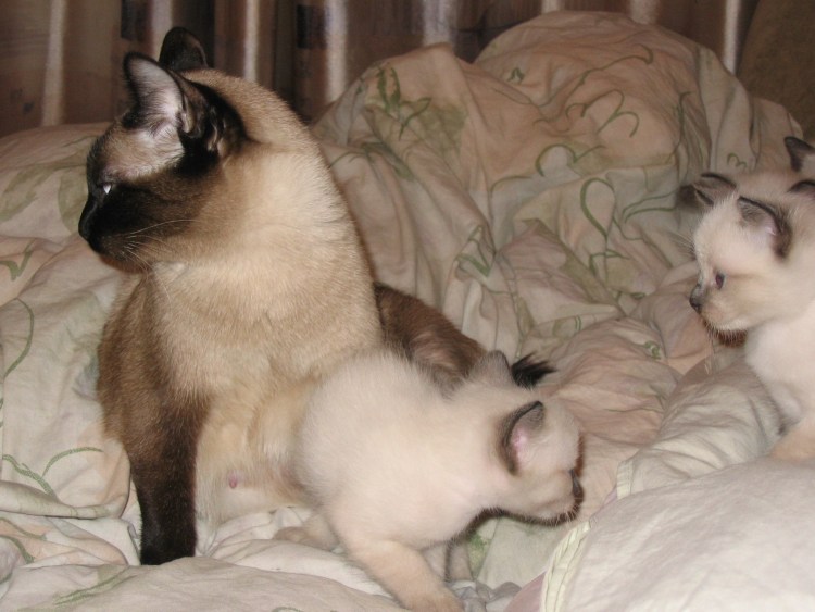 Котенок Гав сиамский кот