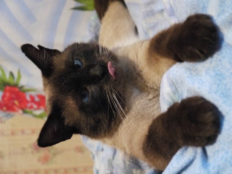 Сиамский кот метис