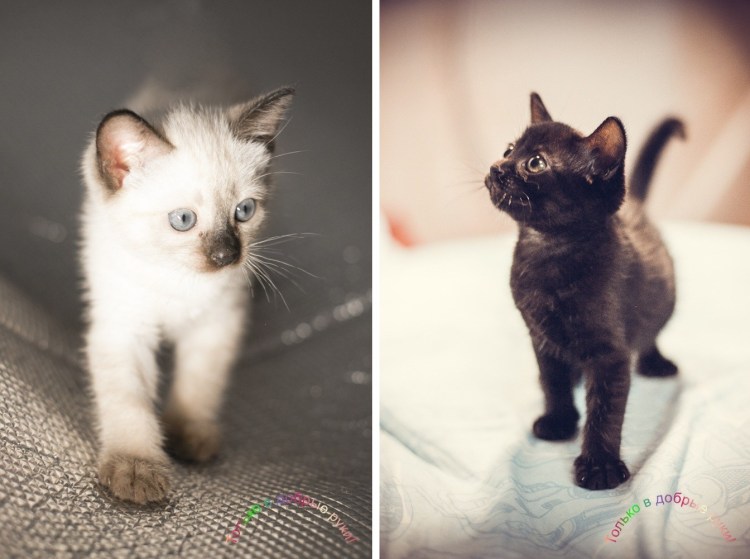 Котята от сиамской кошки и черного кота