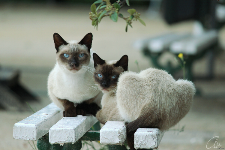 Сиамская кошка на улице