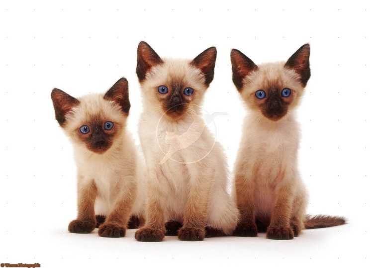 Котята шотландец и Сиамская кошка