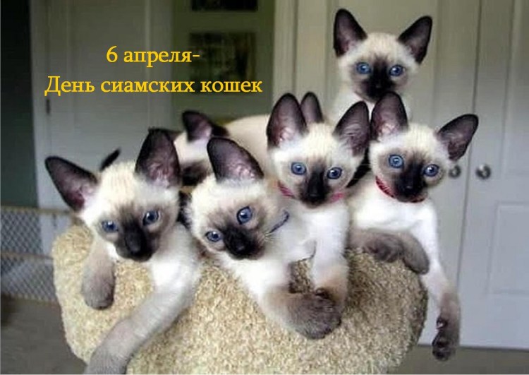 Коричневый кот с черной мордой