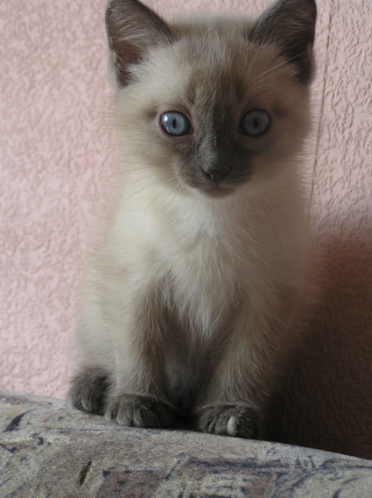 Сиамские котята смесь