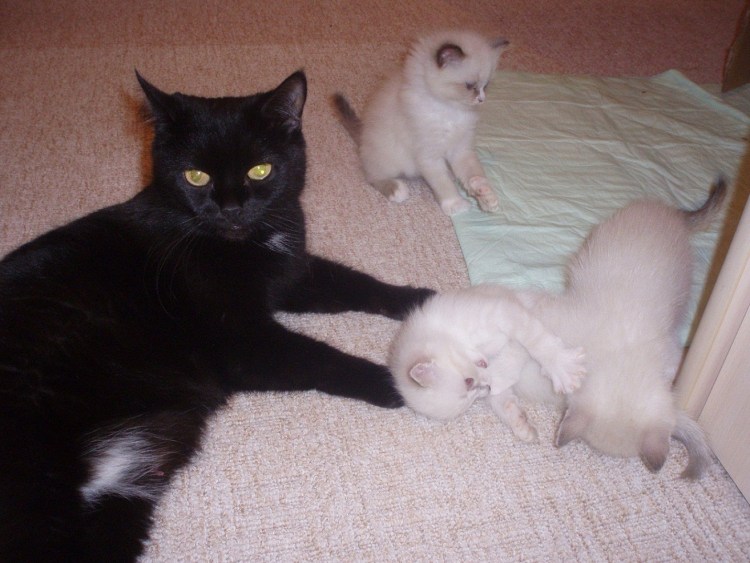 Котенок от британца и сиамской