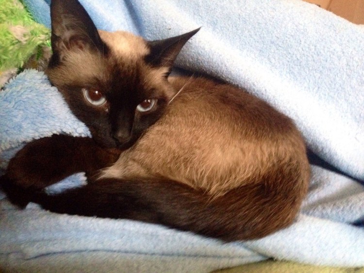 Сиамский кот Кузя