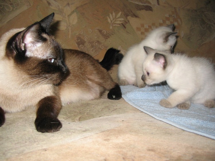 Сиамские котята 1,5 месяца