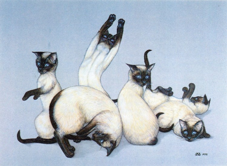 Сиамская кошка живопись