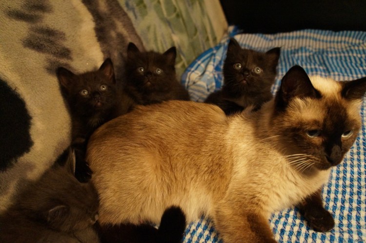 Тайский котенок черный