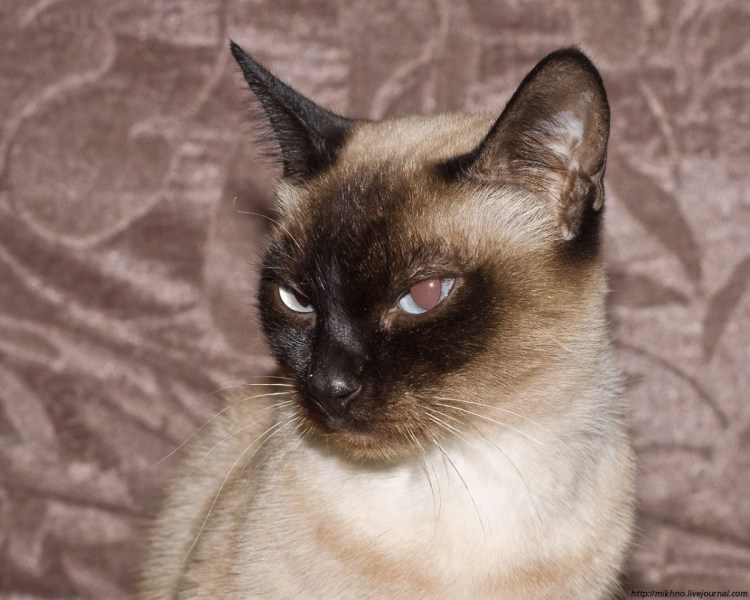 Сиамская кошка злая