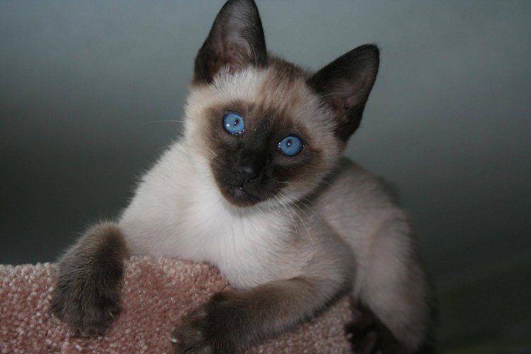 Сиамские котята