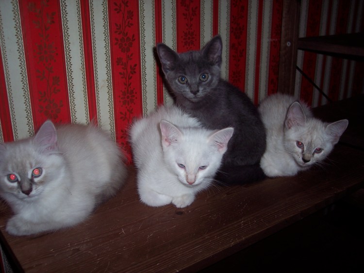 Котята от тайской кошки и дворового кота