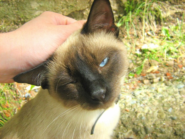 Сиамский кот Рэгдолл