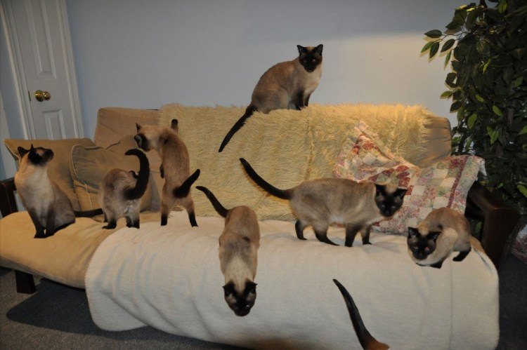 Сиамская кошка на поводке