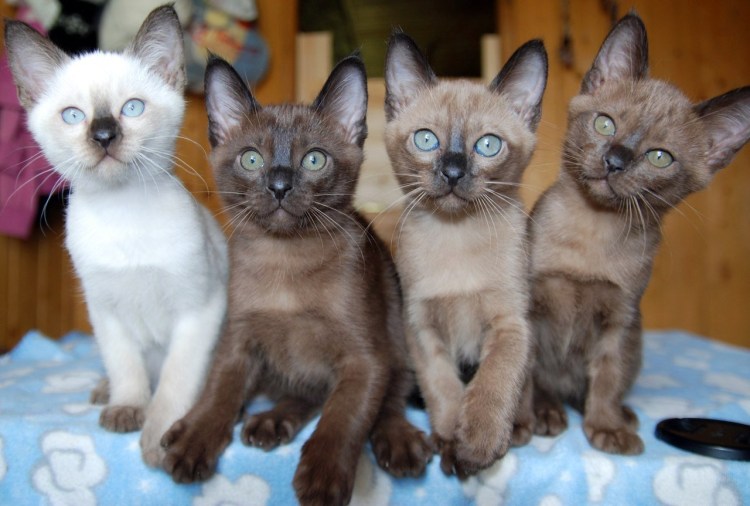 Тонкинская кошка котята