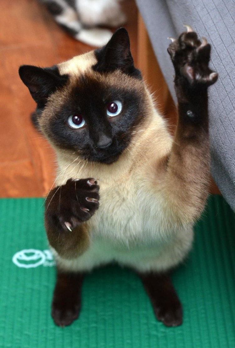 Сиамская кошка злая