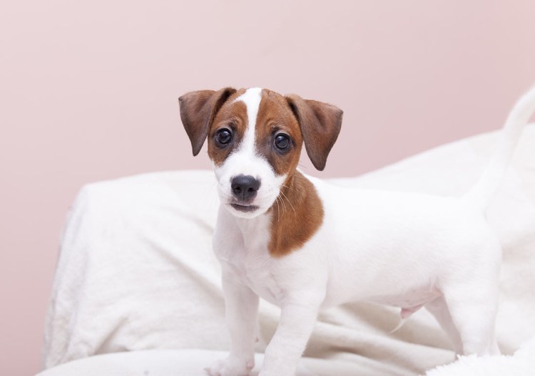 Рекс Рассел терьер