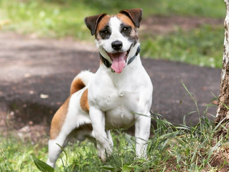 Метис Джек Рассела