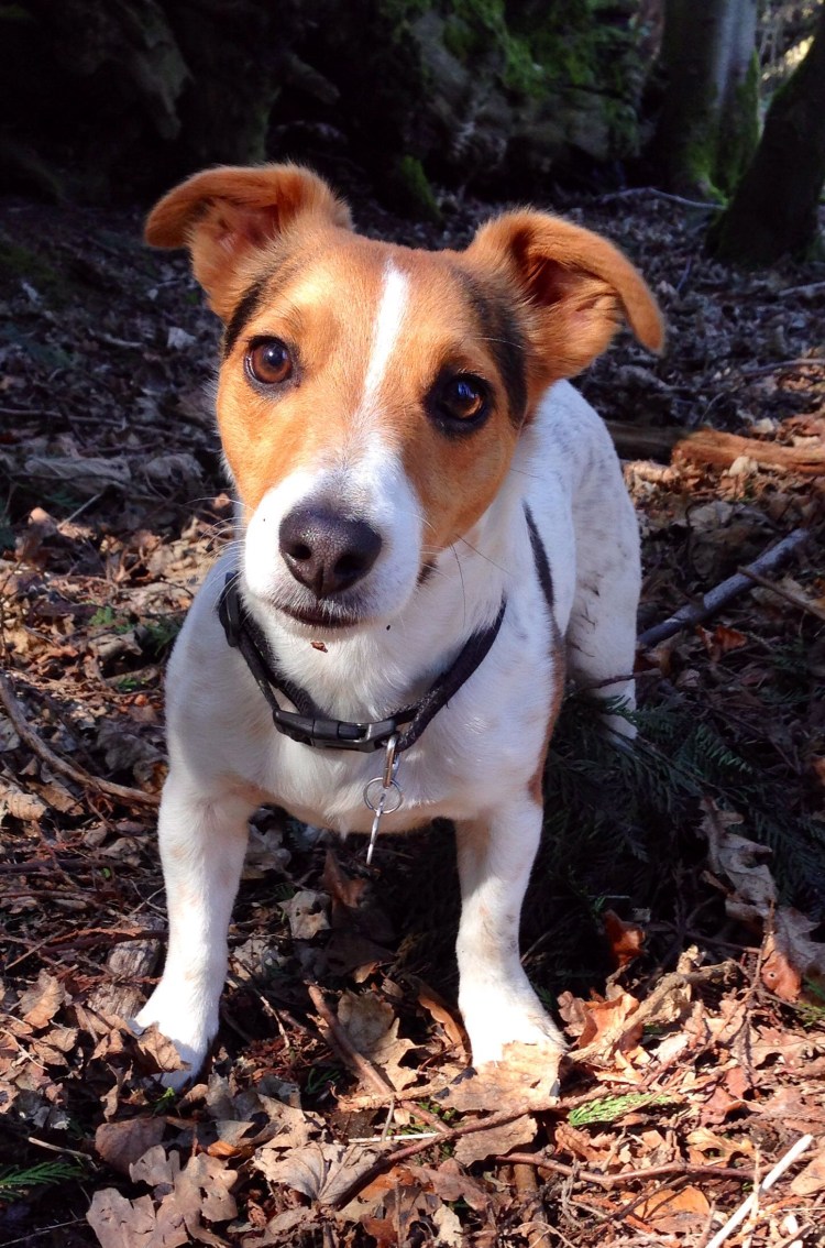 Джек-Рассел-терьер и Фокстерьер