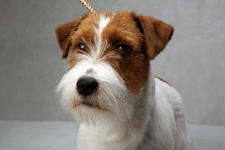 Jack Russell Terrier
