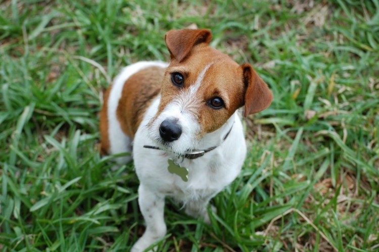 Собака Джек Рассел терьер