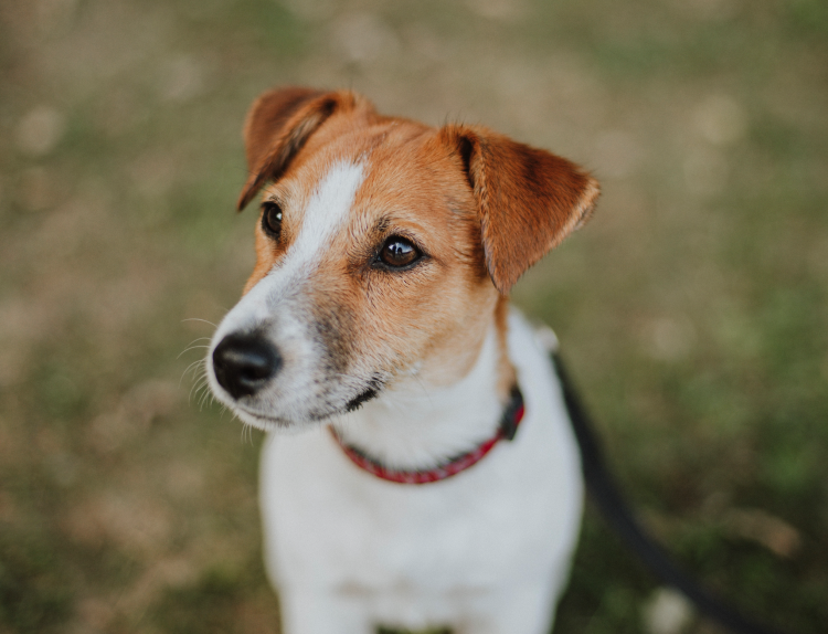 Джек Рассел Локи бобо