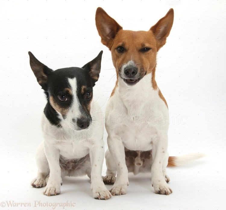 Парсон Ларсен терьер