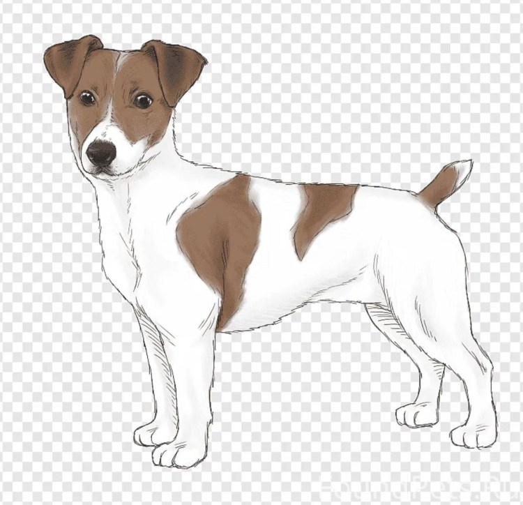 Собака Джек Рассел терьер