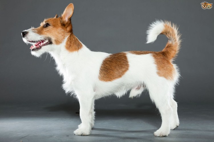 Джек Рассел