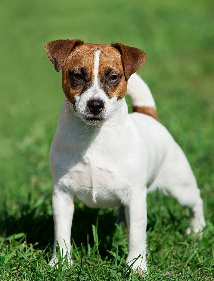 Рассел терьер Джек Рассел