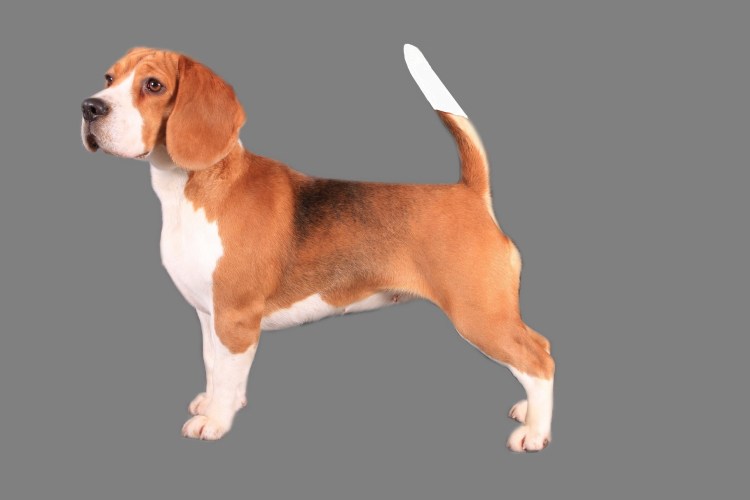 Собак породы Джек Бигль