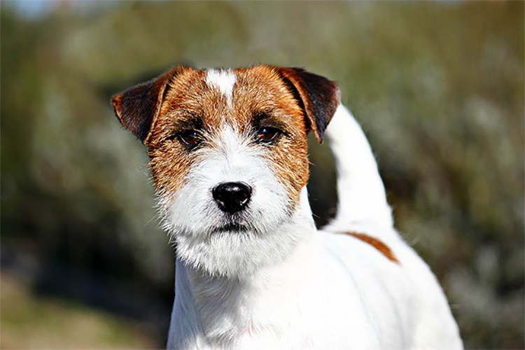 Джек-Рассел-терьер на охоте