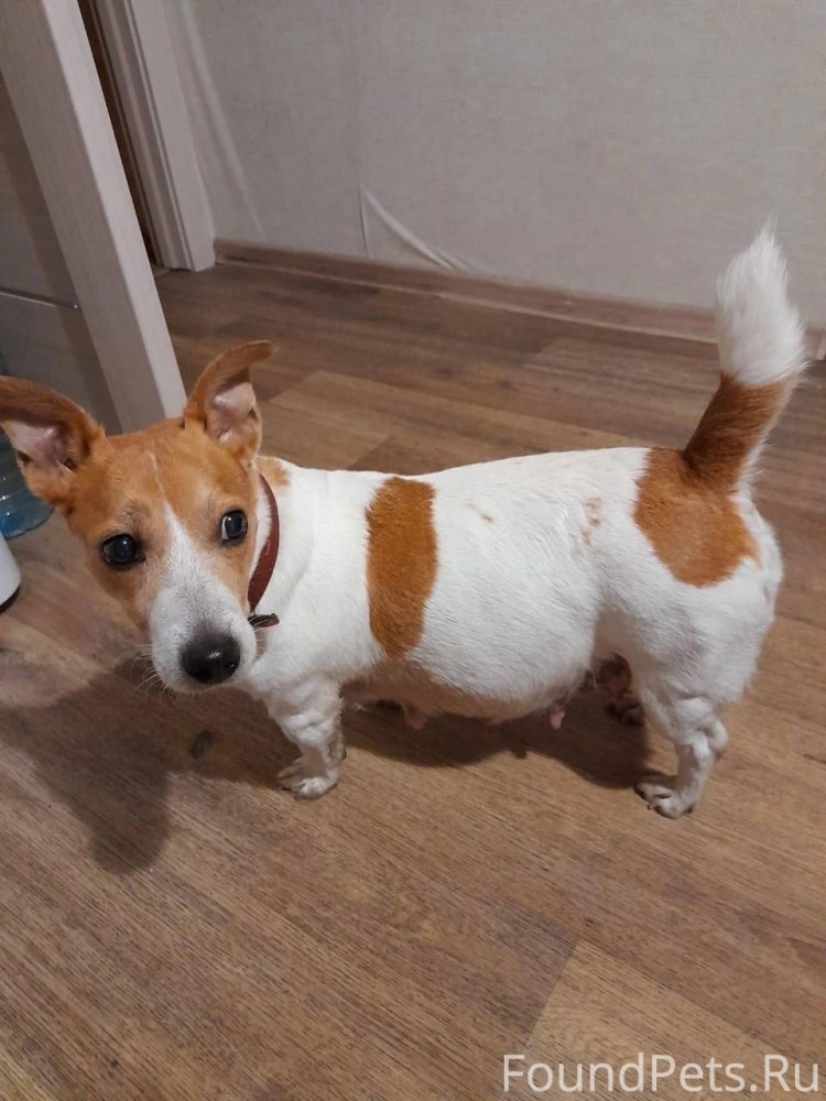 Бигль Джек Рассел терьер корги