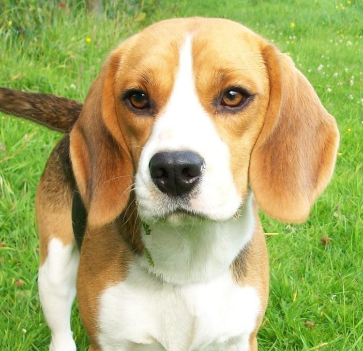 Есть ли у Анны Асти домашние животные