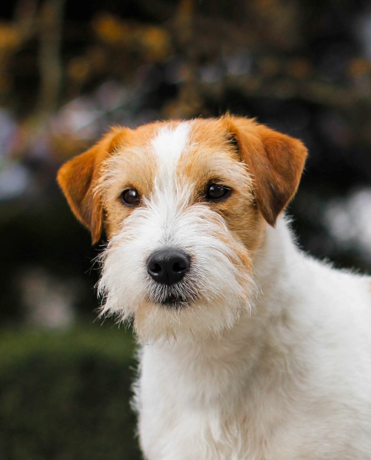 Джек Рассел жесткошерстный