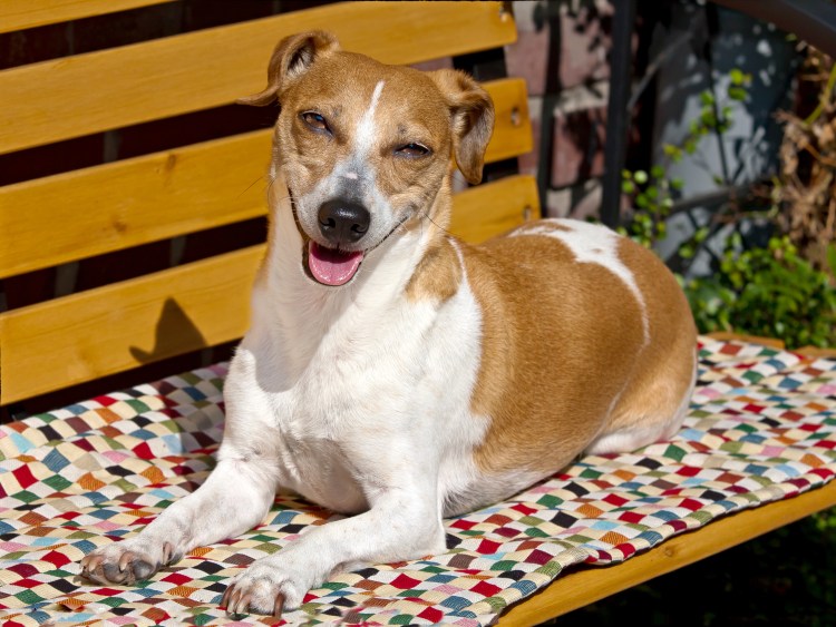 Джек-Рассел-терьер жесткошерстный