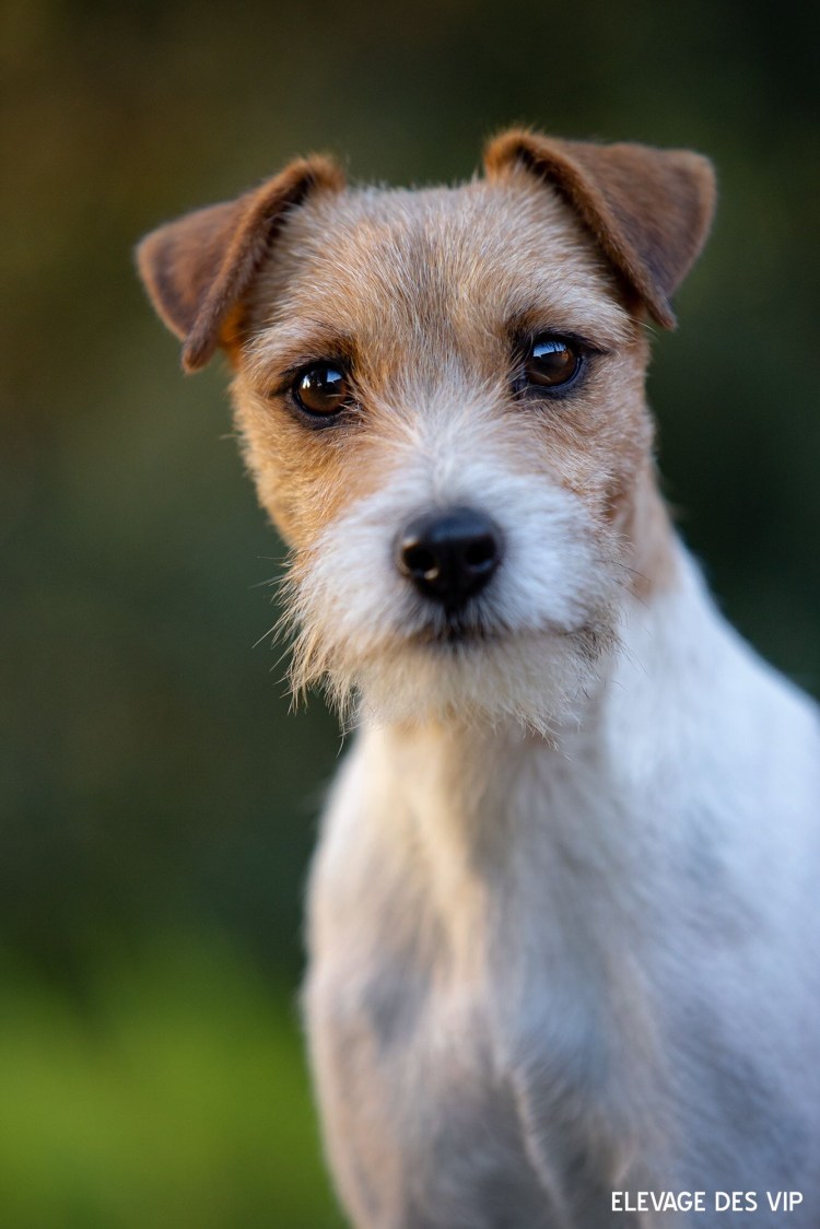 Метисы Джек Рассел терьера