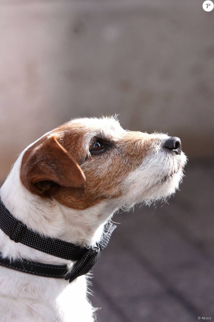 Джек-Рассел-терьер волосатик