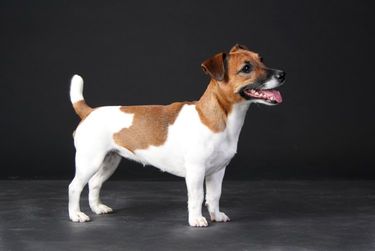 Фокстерьер и Джек Рассел