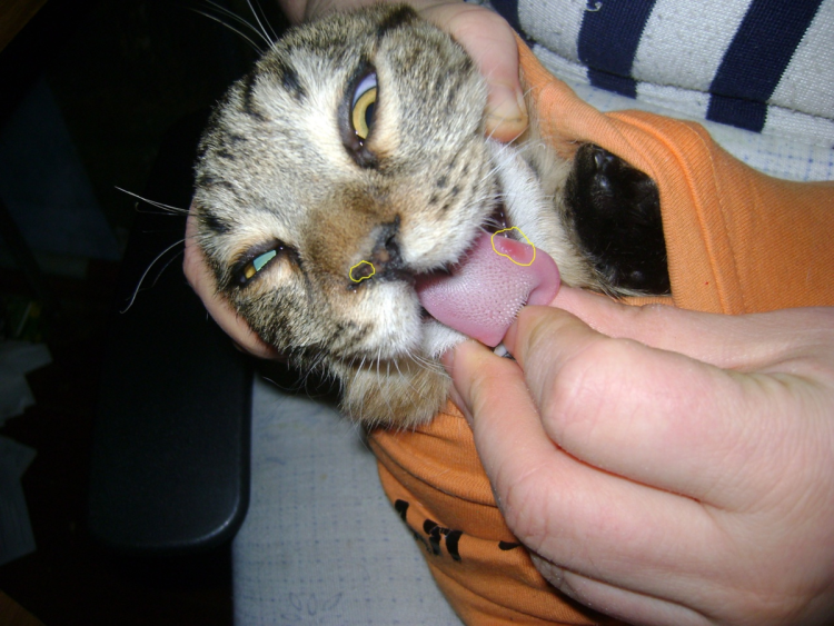 Калицивироз (эозинофильная гранулема)