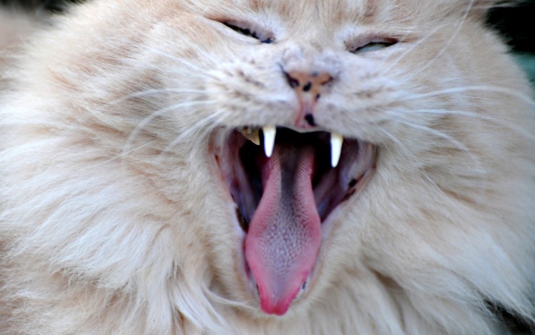 Черно белый кот зевает