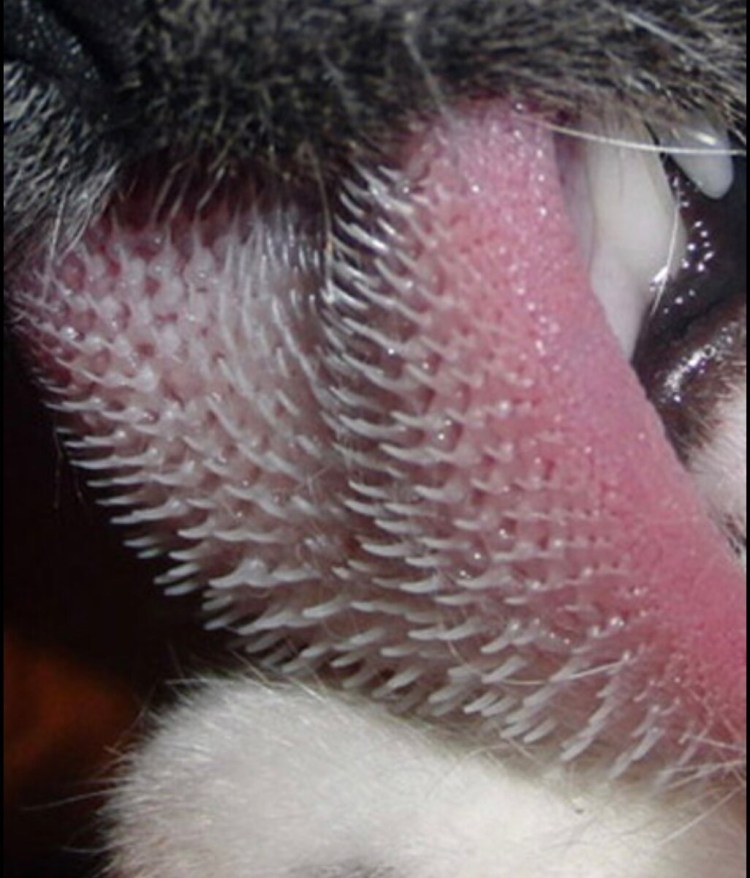 Эозинофильная гранулема у кошек