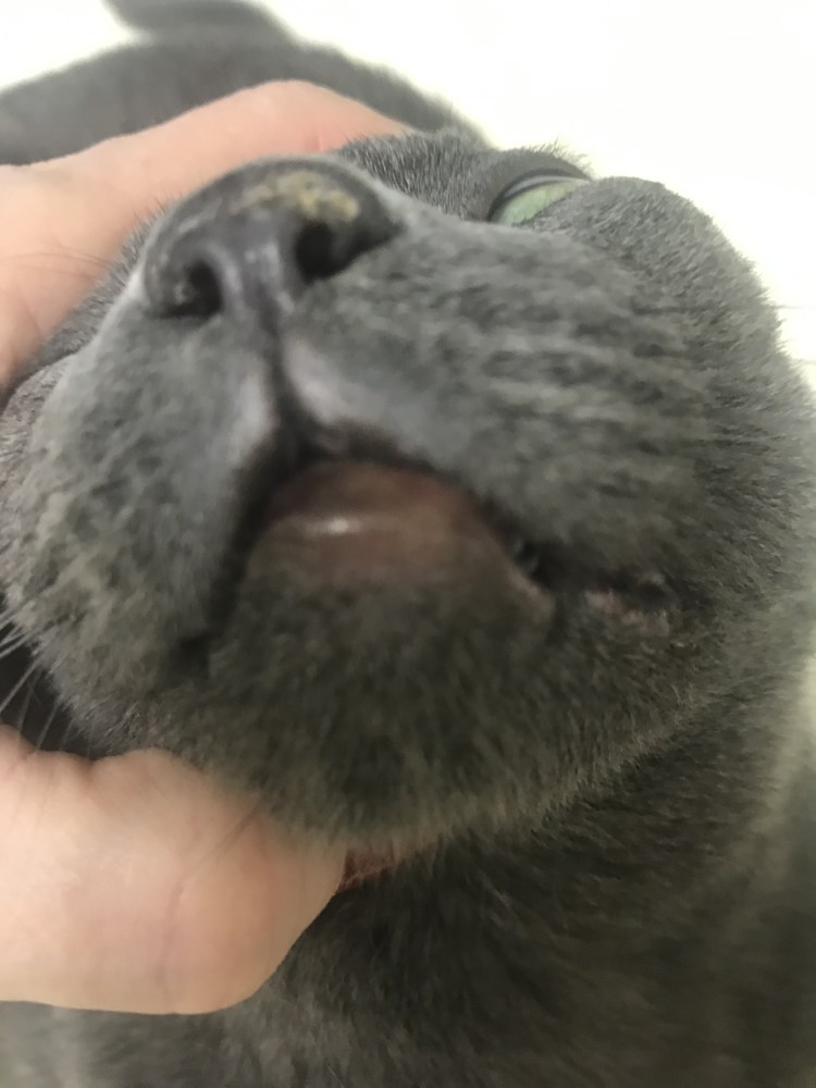 К кота белое нёбо и язык