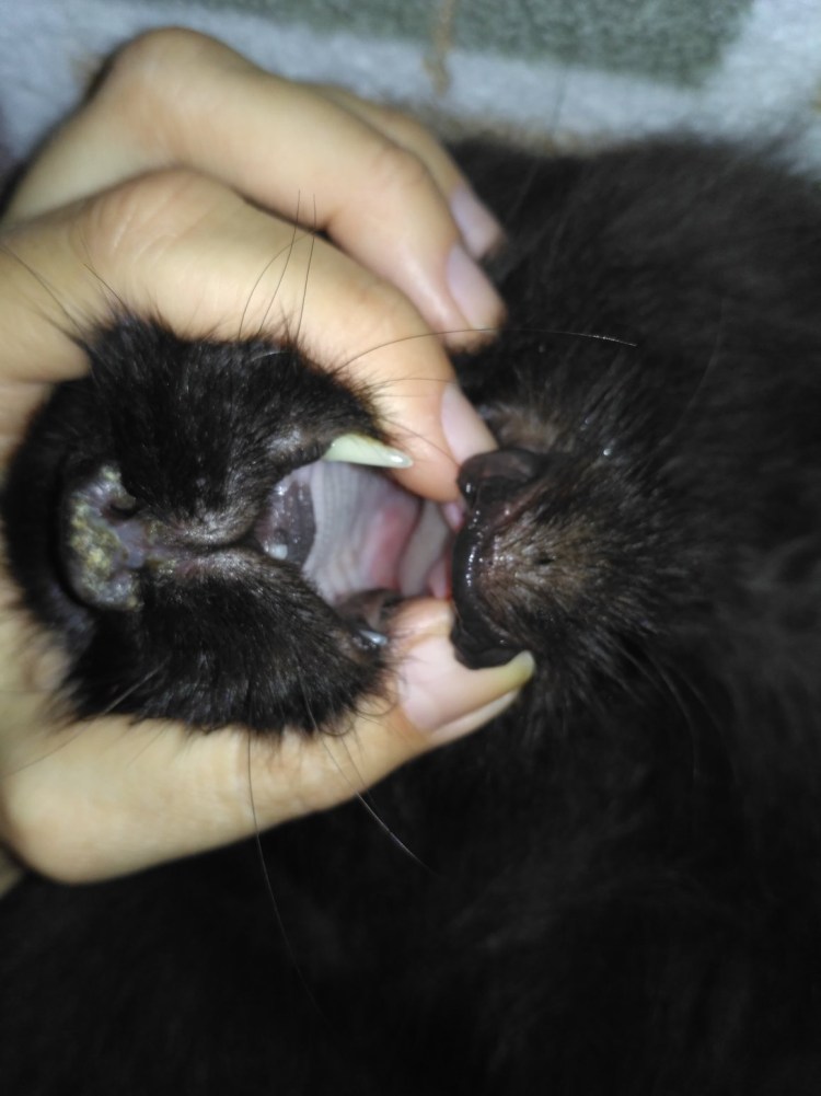 Котик болеет