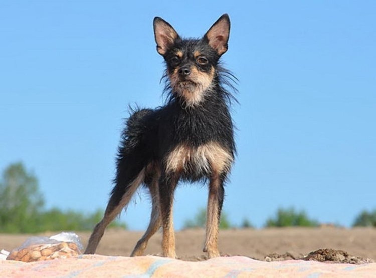 Порода собак Московский дракон