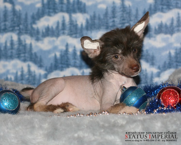 Статус Империал КХС